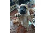 Adopt 55727122 a German Shepherd Dog, Mixed Breed