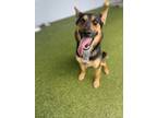 Adopt Pickles a German Shepherd Dog, Mixed Breed