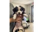 Adopt D`artagnan (Dart) a Border Collie, Mixed Breed