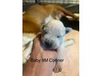 Adopt Prudence Puppy - Conner a Boxer