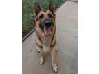 Adopt Sheriff a German Shepherd Dog, Mixed Breed