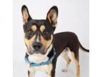 Adopt Brodie a Mixed Breed