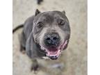Adopt Stallone a Pit Bull Terrier