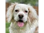 Adopt Max a Cocker Spaniel, Brittany Spaniel