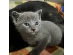 Adopt Toby a Domestic Short Hair