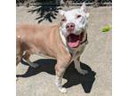 Adopt Sailor a Pit Bull Terrier