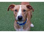Adopt Butters a Hound, Mixed Breed