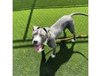 Adopt Azzi a Pit Bull Terrier, Mixed Breed