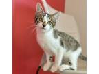 Adopt Aries a Domestic Short Hair