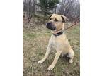 Adopt Clark (Pending) a Black Mouth Cur