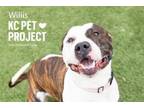 Adopt Willis a Pit Bull Terrier, Mixed Breed