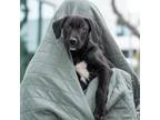 Adopt Derby Pup - Hamburg a Shepherd, Labrador Retriever