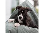 Adopt Derby Pup - Randwick a Shepherd, Labrador Retriever