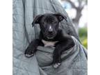 Adopt Derby Pup - Arlington a Shepherd, Labrador Retriever