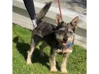 Adopt Shaun - Costa Mesa Location a Terrier