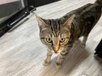 Adopt Merlin a Domestic Short Hair