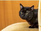 Adopt Aldo a Domestic Short Hair