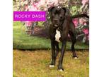 Adopt Rocky Dash a Pit Bull Terrier