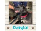 Adopt Remington a Labrador Retriever