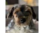 Adopt Ollie a Yorkshire Terrier