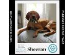Adopt Sheeran 040624 a Redbone Coonhound