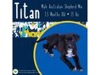 Adopt Titan a Australian Shepherd