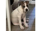 Adopt Bruno (Edward (E Litter) a Pit Bull Terrier, Mixed Breed
