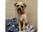 Adopt Ollie a Border Terrier