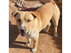 Adopt Hulk a Labrador Retriever