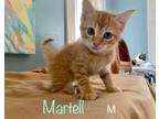 Adopt Martell a Domestic Short Hair