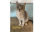 Adopt Silverfish a Domestic Short Hair