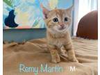 Adopt Remy Martin a Domestic Short Hair