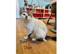 Adopt Gator Claw Dean a Domestic Medium Hair