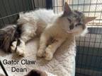 Adopt Gator Claw Dean a Domestic Medium Hair