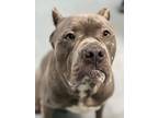 Adopt Bubbles a Cane Corso