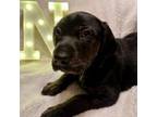 Adopt Ned a Basset Hound, Labrador Retriever