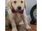 Labradoodle Puppy for sale in Ada, OK, USA