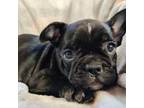 Boston Terrier Puppy for sale in Westfield, WI, USA