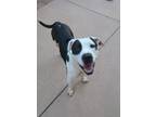 Adopt Rocky a Pit Bull Terrier