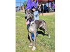 Adopt Gray a Great Dane