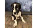 Adopt Chester a Hound, Mixed Breed