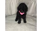 Goldendoodle Puppy for sale in Apple Valley, CA, USA