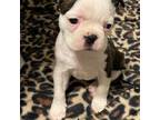 Boston Terrier Puppy for sale in Abilene, TX, USA