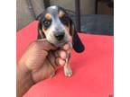 Beagle Puppy for sale in Ceres, CA, USA