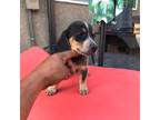 Beagle Puppy for sale in Ceres, CA, USA