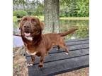 Adopt Napoleon 04-2622 a Dachshund, Chocolate Labrador Retriever