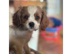 Cavalier King Charles Spaniel Puppy for sale in Rising Sun, IN, USA