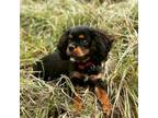 Cavalier King Charles Spaniel Puppy for sale in Rising Sun, IN, USA