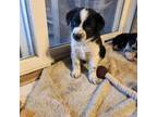 Border Collie Puppy for sale in Lewistown, MT, USA