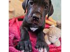 Great Dane Puppy for sale in Pilot Rock, OR, USA